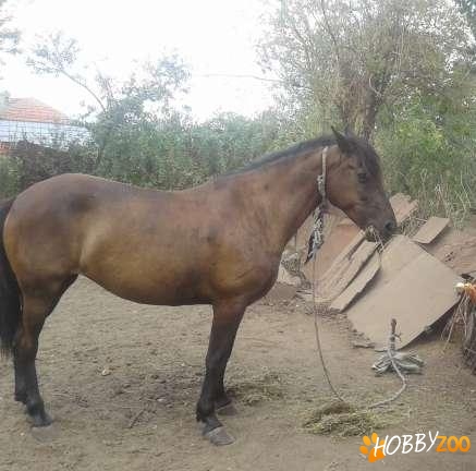 cal iapa zona cernica