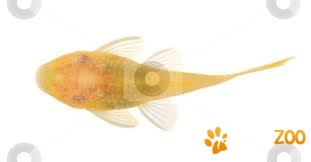 Goldspot ancistrus albino