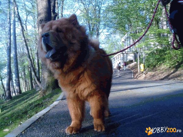 ofer monta chow chow mascul