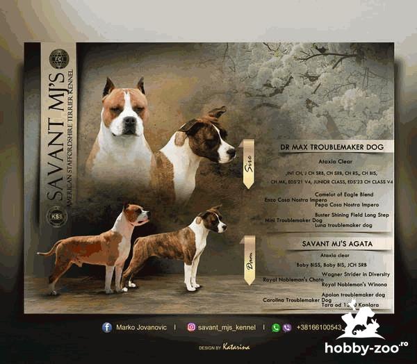 Căței American Staffordshire Terrier