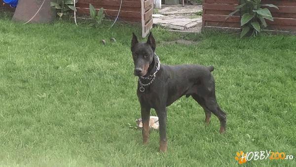 ofer doberman mascul pt. monta