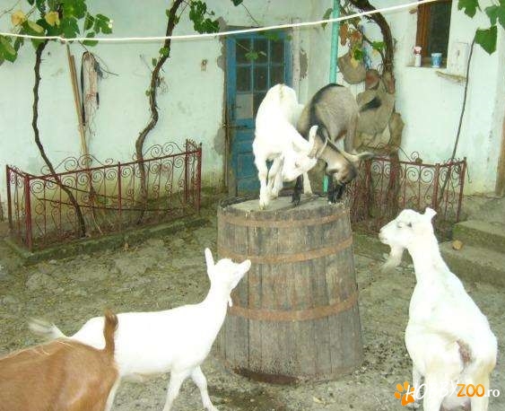 capre mari foarte sanatoase