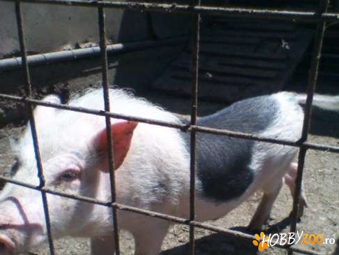 Vier vietnamez pentru monta 