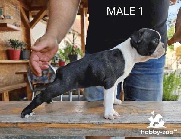 Boston Terrier cățeluși