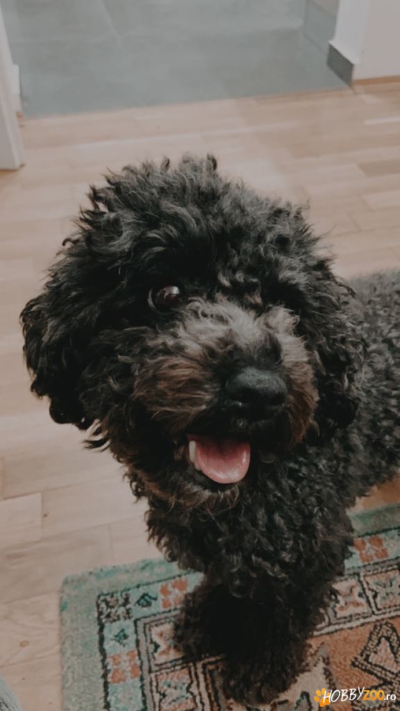 Caut mascul caniche pitic