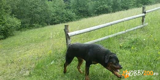 Vând femelă rottwailer