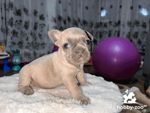 Bulldog francez blue
