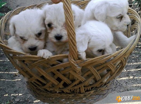 pui bichon havanese 100euro