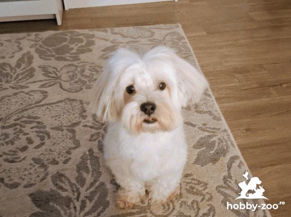 Bichon havanez - pentru imperechere