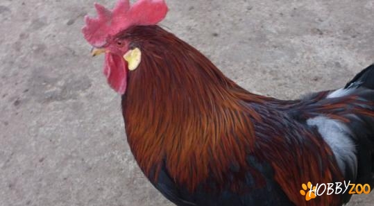 Gaini si cocosi italieni