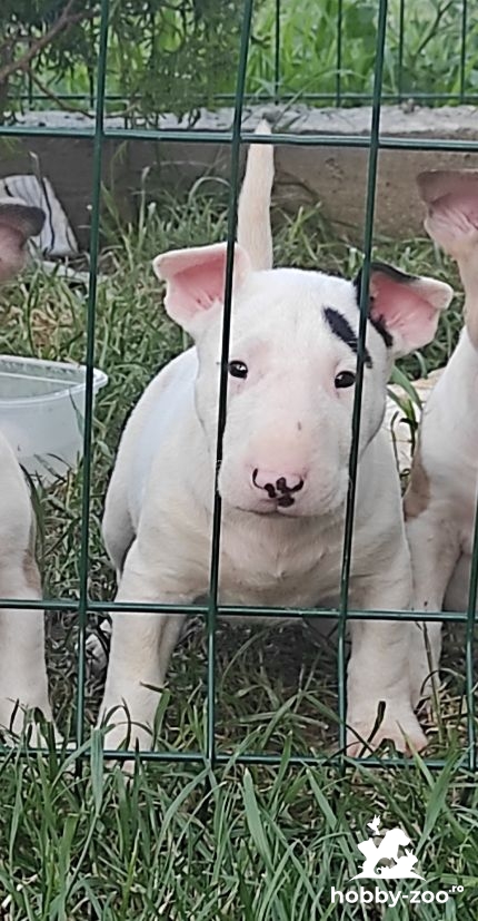 Bullterrier catelusi de vanzare