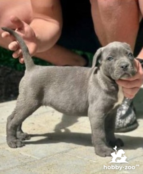 Pui Cane Corso de ambele sexe