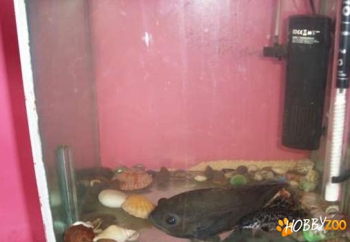 acvariu populat cu pestisori