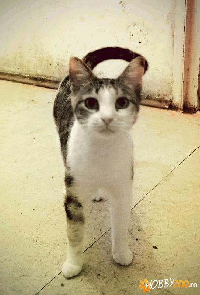 Adoptie: Jolly are nevoie de o fami