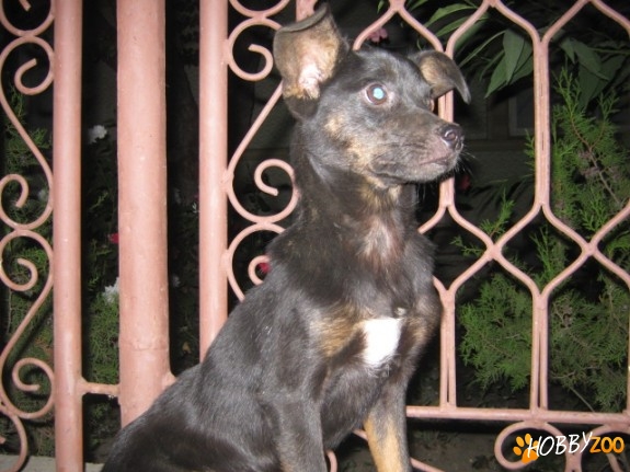 Catel negru adorabil