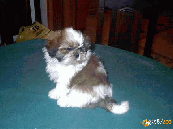 shih tzu bucuresti