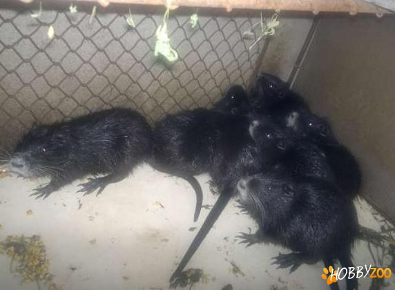 Nutrii masculi si femele