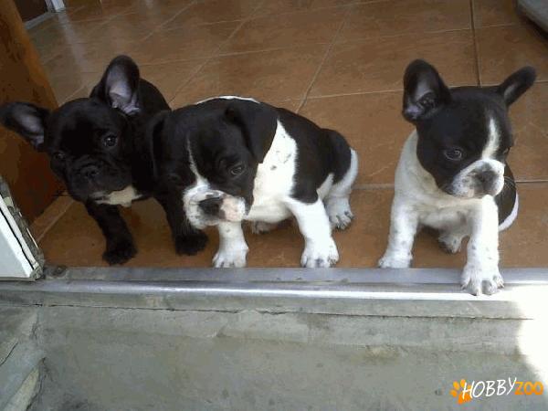 Vindem catei Bulldog Francez  