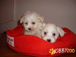 BICHON MALTESE de vanzare