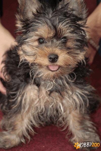 Pui deosebiti Yorkshire Terrier