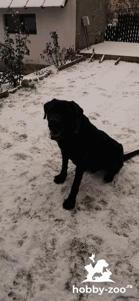Metis Cane Corso - imperechere