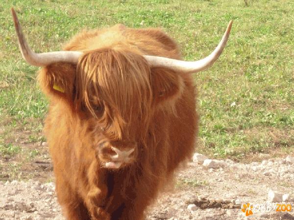 Bovine de carne - Scottish Highland