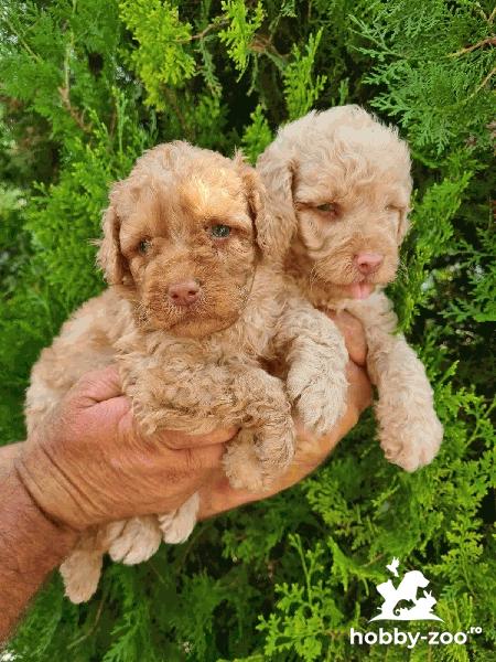 Pudel mediu catelusi de vanzare