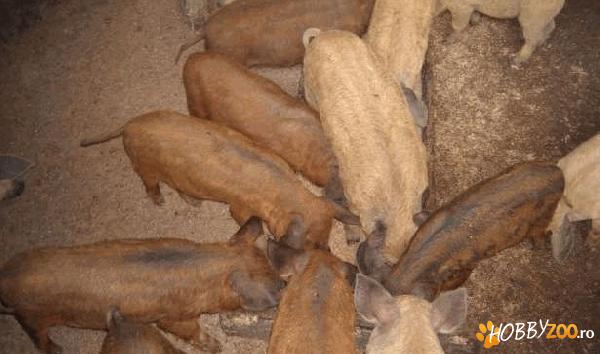 Pereche de purcei mangalita