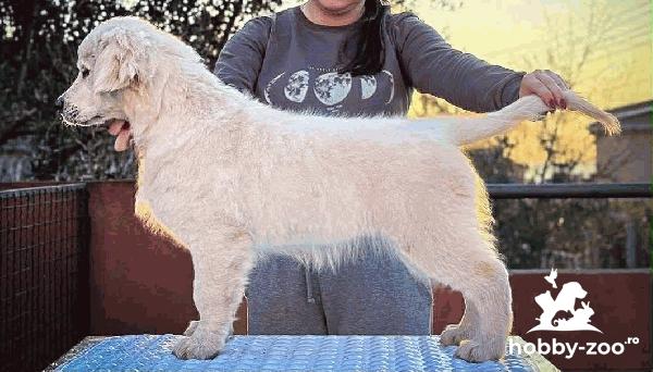 Golden Retriever – PUI FRUMOȘI