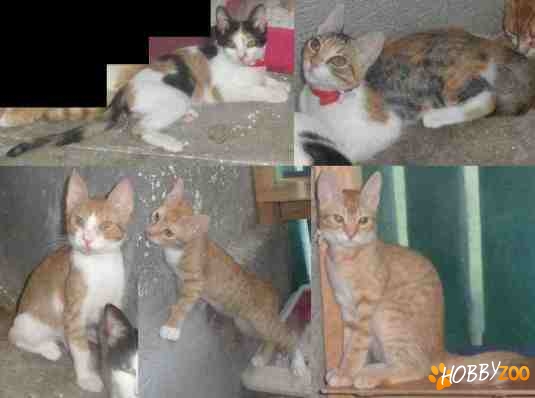 Metisi BRITISH SHORTHAIR