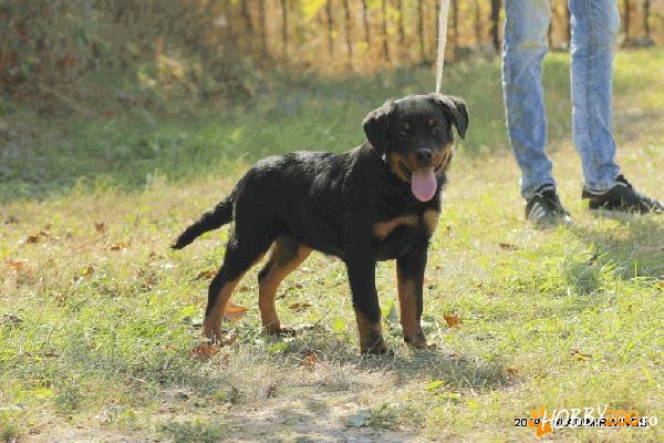Rottweilers caini ,parinti arbitrat