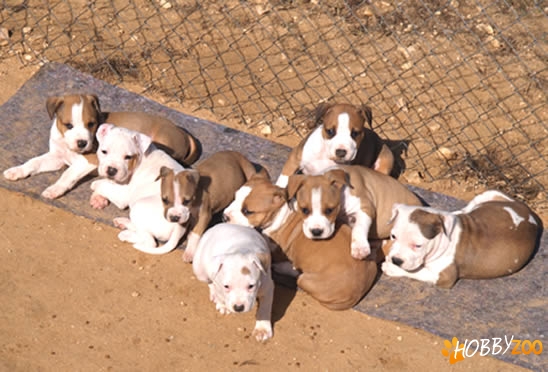 schimb amstaff