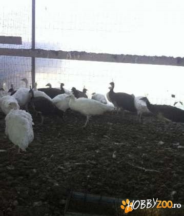 Pauni umeri negri standard si albi