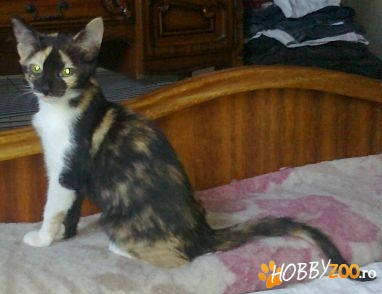 Metis AMERICAN WIREHAIR spre adopti