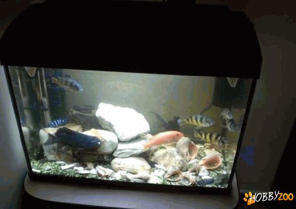 Acvariu complet utilat