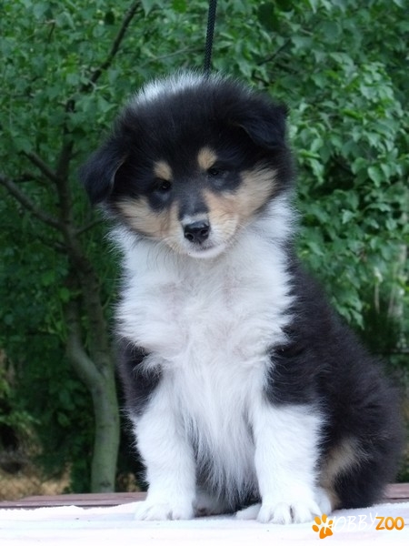 Vand Pui collie tricolori 