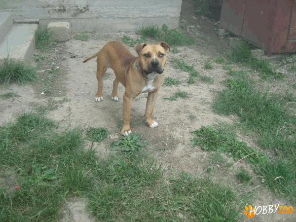 Vand mascul Amstaff