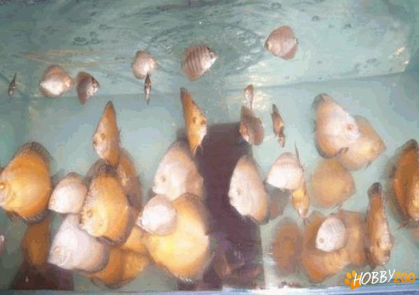 discusi red turqoise