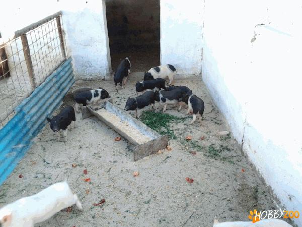 purcei vietnamezi de vanzare