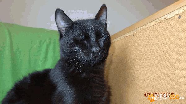 Tin, motanel pentru adoptie