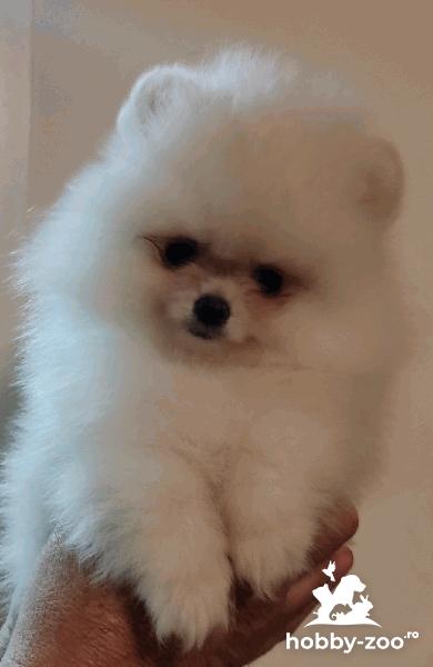 MINI Pomeranian cățeluși