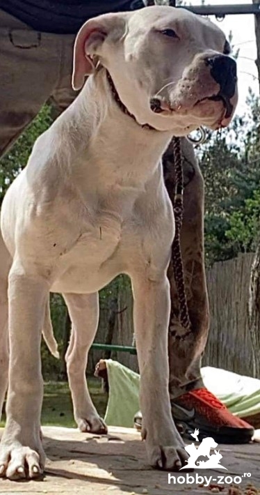 Dogo Argentino de vânzare