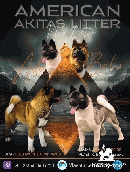 Akita american cățeluși