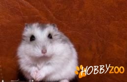 hamsteri sirieni maturi