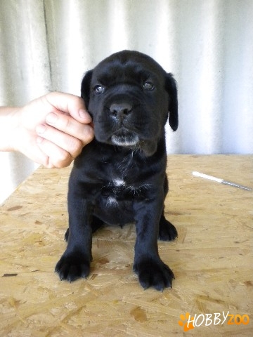 Vand catei Cane Corso la Super Oferta!
