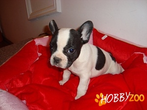 BULLDOG FRANCEZ de vanzare