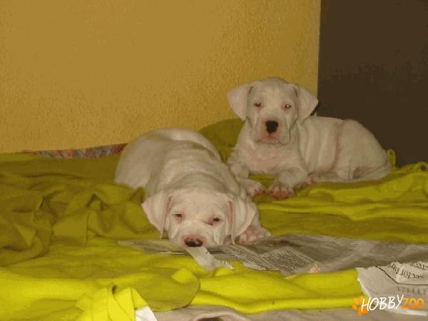 dog argentinian rasa pura