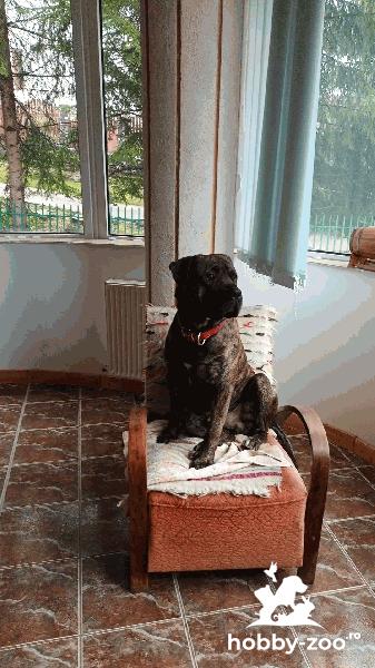 Dog de presa canrio Mascul ofer monta 