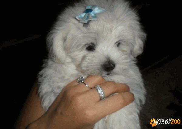 bichon fetita