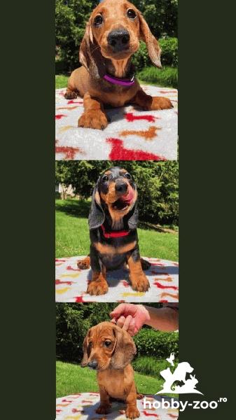 sale to dogs Dachshunds